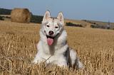 SIBERIAN HUSKY 701